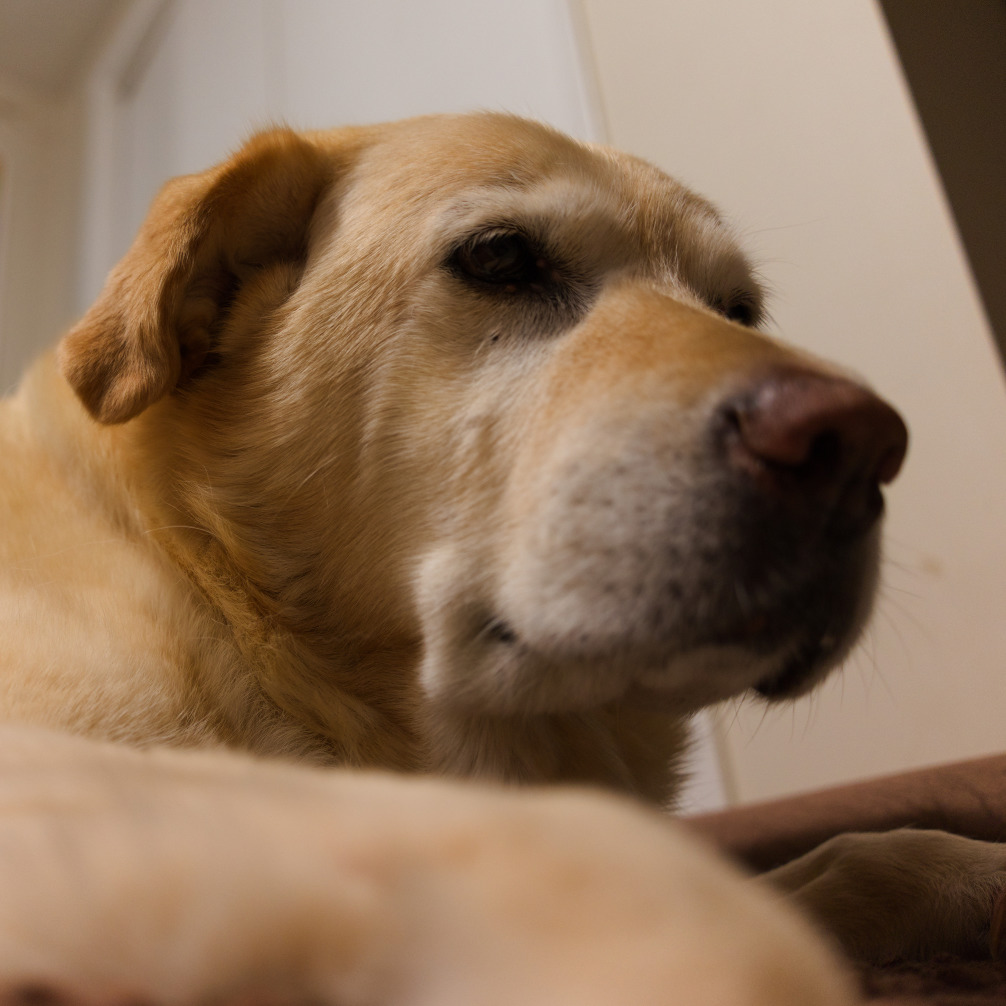 A close-up of a yellow lab that emphasizes how old she is.