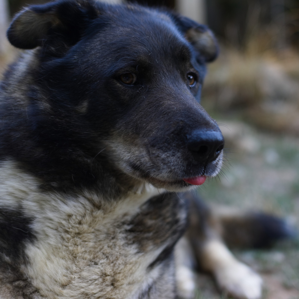 A close-up of a dark-coated lab-husky mix, looking a little silly with his tongue sticking out.